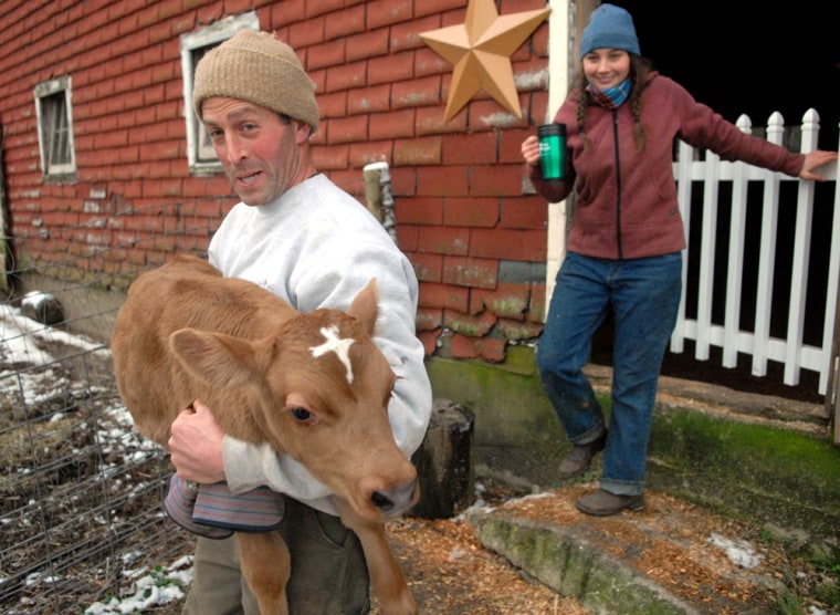 Image: Dairy farmer Brad Davis carries Moses, a Jersey Holstein calf mix