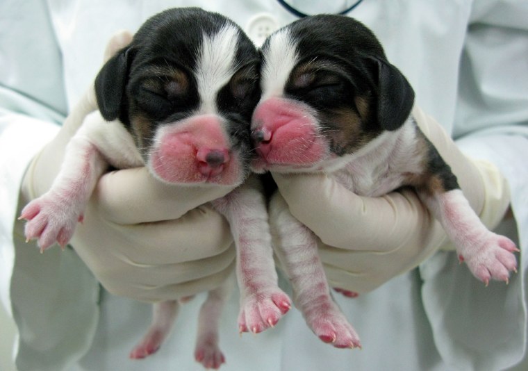 Image: Korean Researchers Complete Dog Cloning From Fat Stem Cells