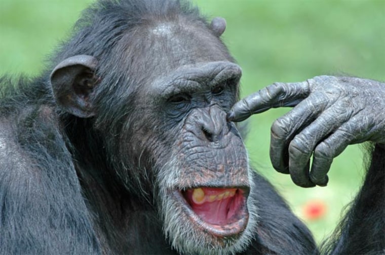 Chimps and apes are genetically so similar to humans - and their human-like gestures do remind us how close we are on the family tree - that scientists have long been puzzled why they don't live as long as we do. Diet-related evolutionary changes may explain it. 