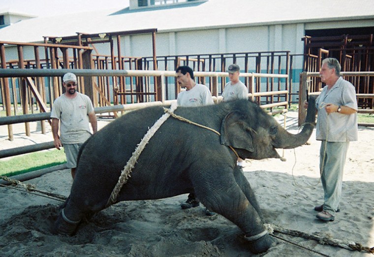 Image: A baby elephant being trained at Ringling's breeding center