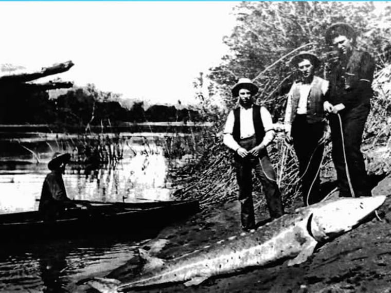 Kootenai River white sturgeon used to be more abundant and are still the largest freshwater fish species in North America.