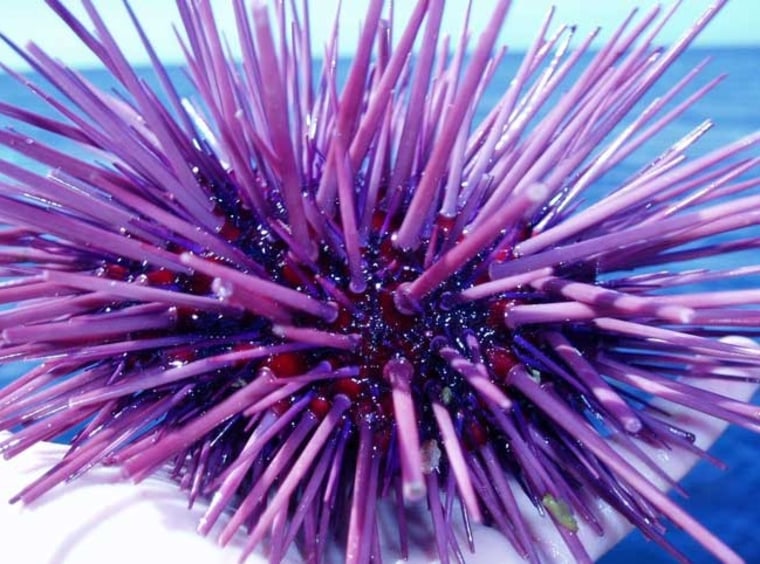 Image: Purple sea urchin