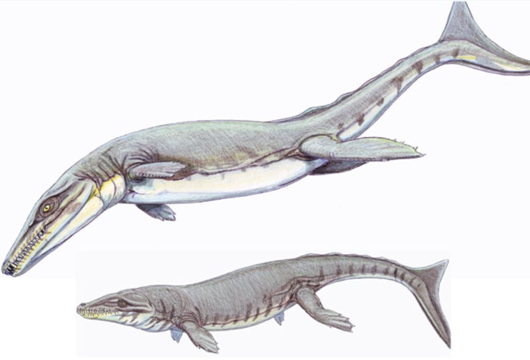 Image: Geosaurus (top) and Dakosaurus (bottom)