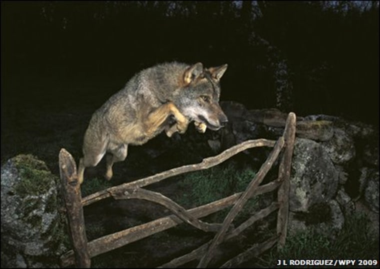 Image: prizewinning wolf photo