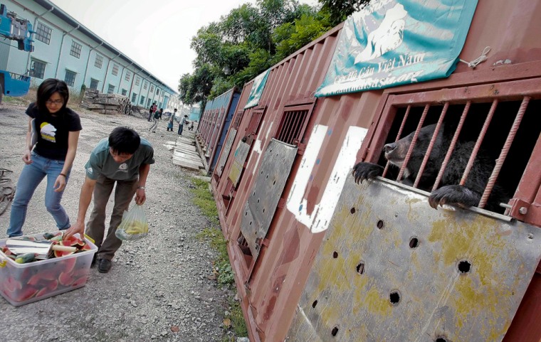 Image: Cages of bears in Vietnam