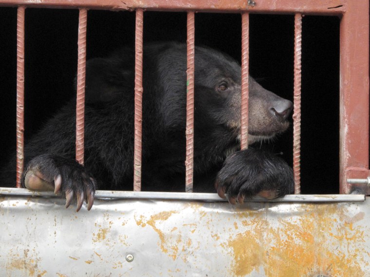 Image: Bears rescued in Vietnam