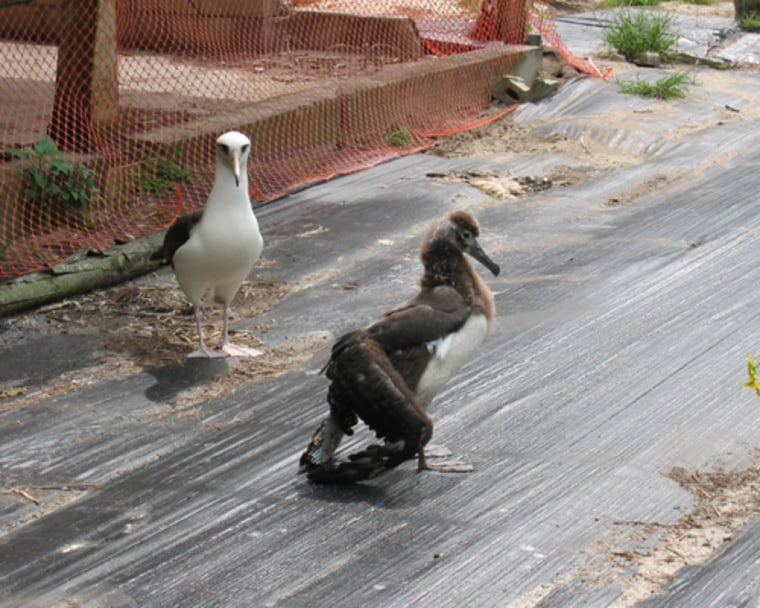 This albatross chick on Midway Atoll suffers from droopwing, a condition caused by lead poisoning, the Center for Biological Diversity alleged in a notice of intent to sue the U.S. government.