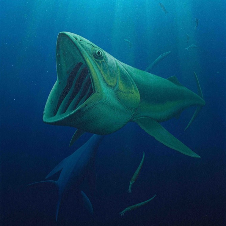 Image: Bonnerichthys