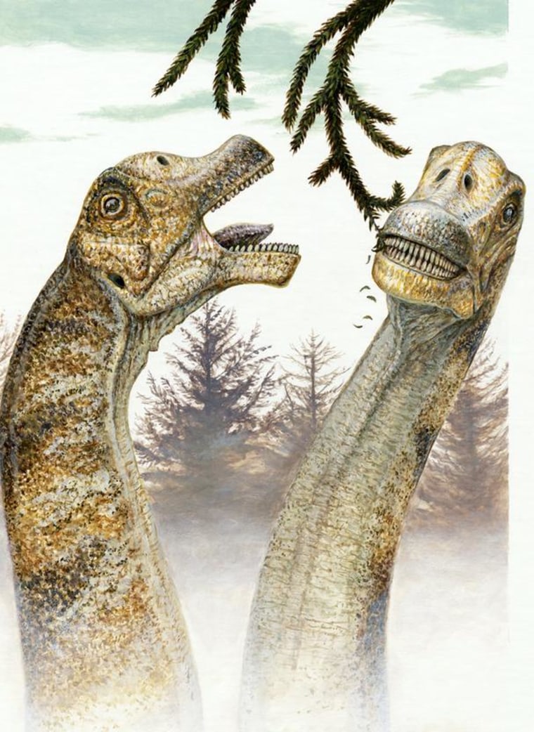 This artist's conception shows two specimens of the newl discovered dinosaur Abydosaurus mcintoshi feeding on conifer trees.