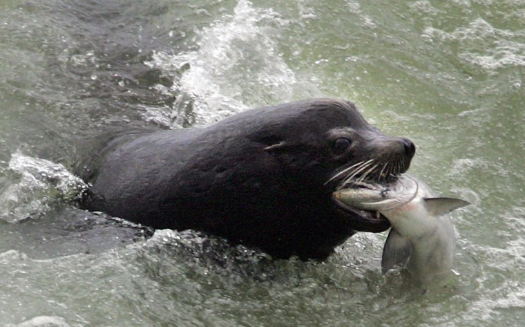Image: Sea lion and salmon