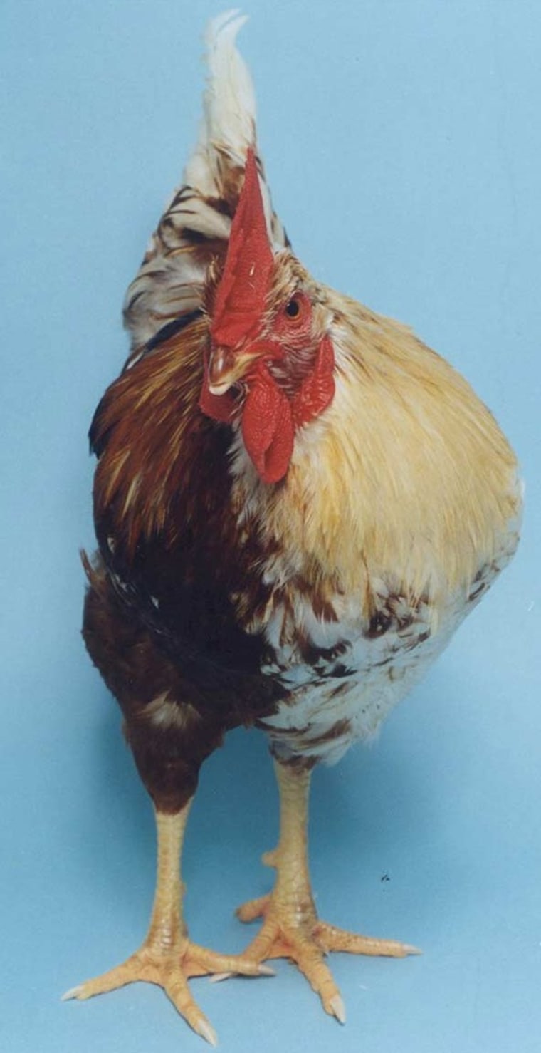 Image: Half-male chicken