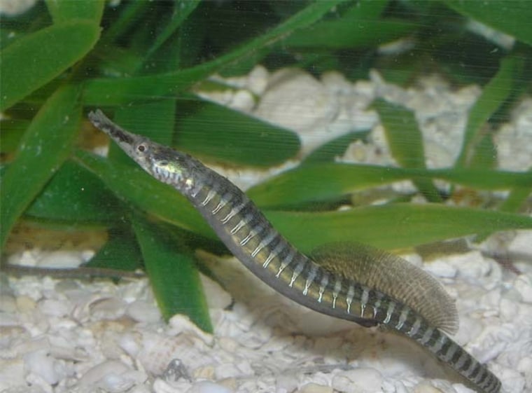 Image: Male gulf pipefish