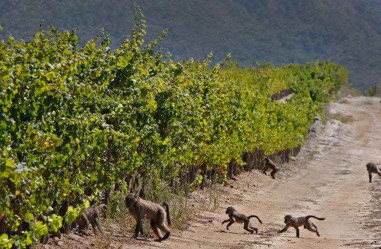 Image: Baboon's run past a vineyard on the Constantia Uitsig  wine estate situated on the outskirts of Cape Town, South Africa