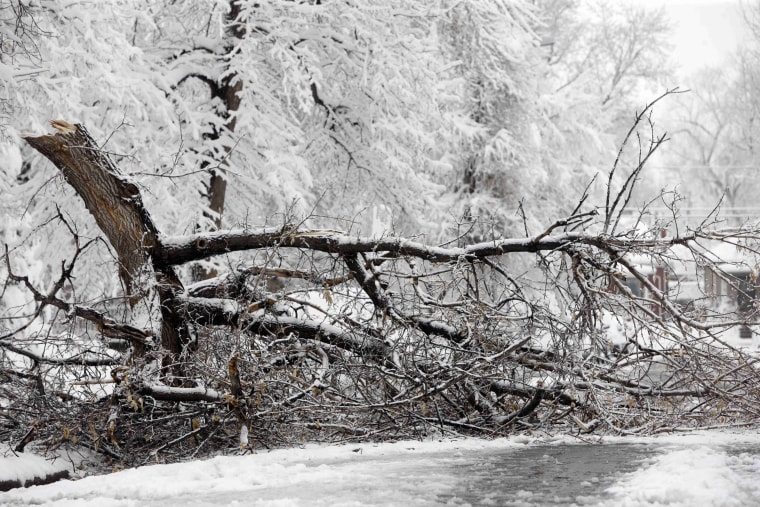 Image: Fallen tree in Denver