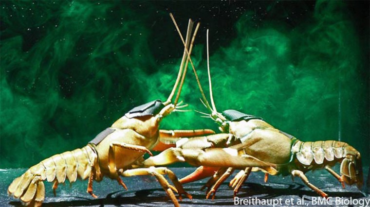 Urine spray signals sex violence to crayfish