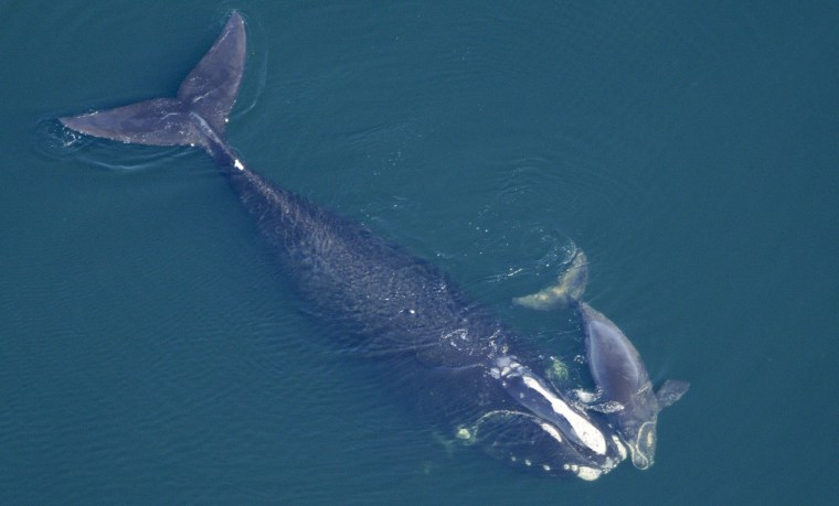 Image: Right whales