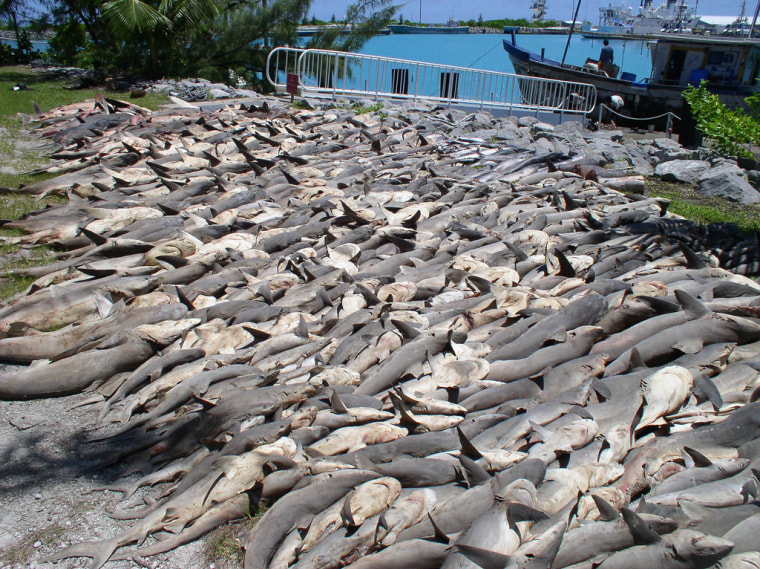 Shark poaching in Chagos