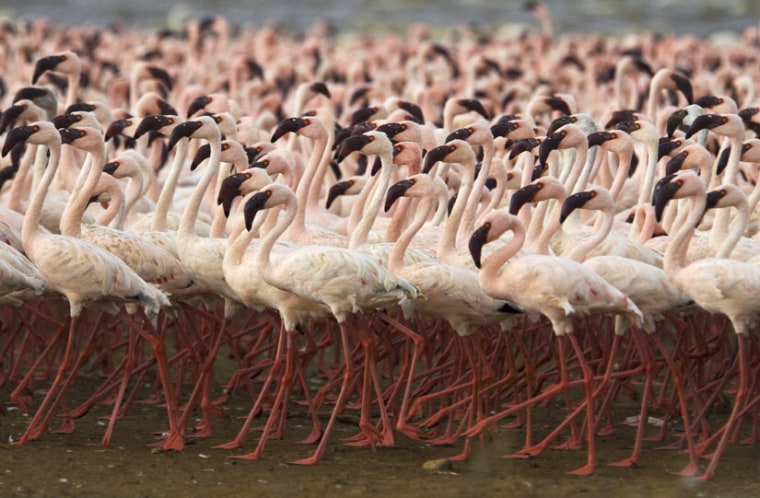Flamingos perform a ritualized dance at Lake Bogoria in Kenya, staying in step with each other and with perfect posture.