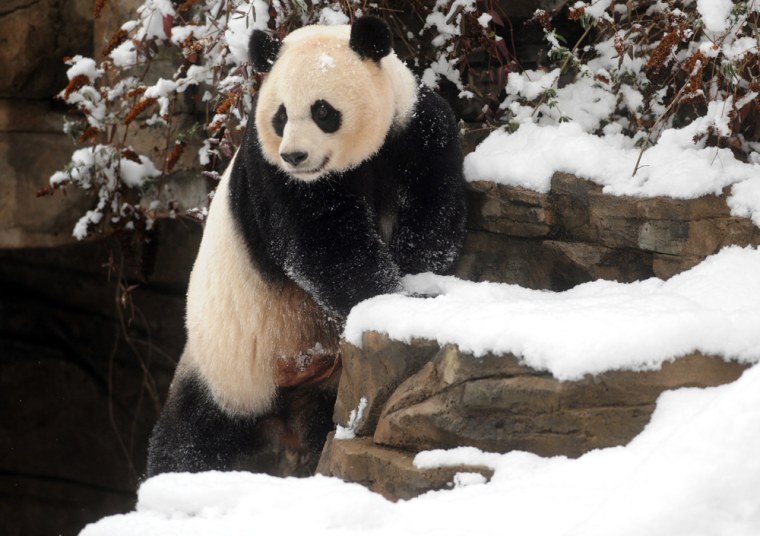 Image: Giant panda Mei Xiang