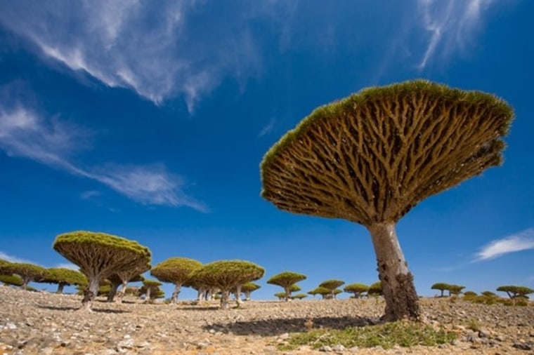 Image: Socotra Archipelago, Yemen