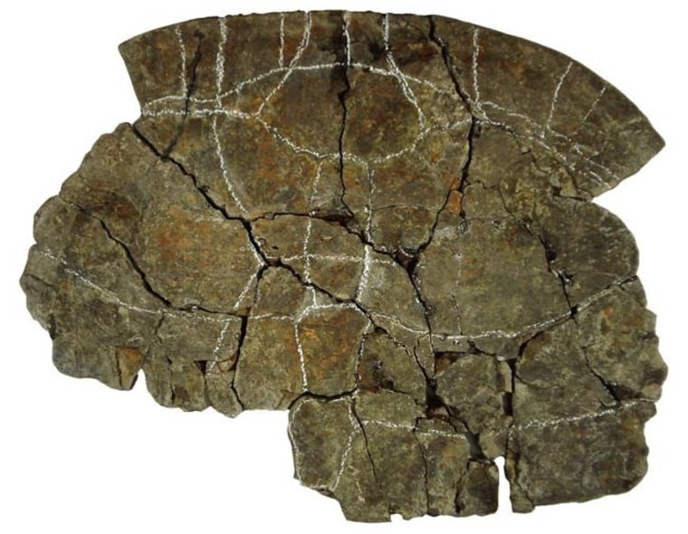 Image: Turtle shell