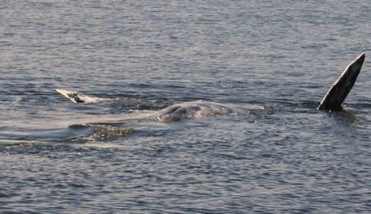 Image: killer whales attack a gray whale