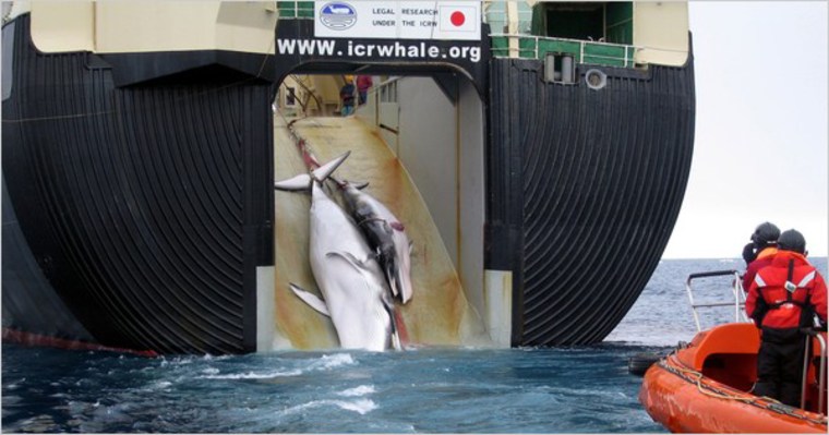 The carcasses of a whale and its calf are taken aboard a Japanese ship, according to the Australian government. 