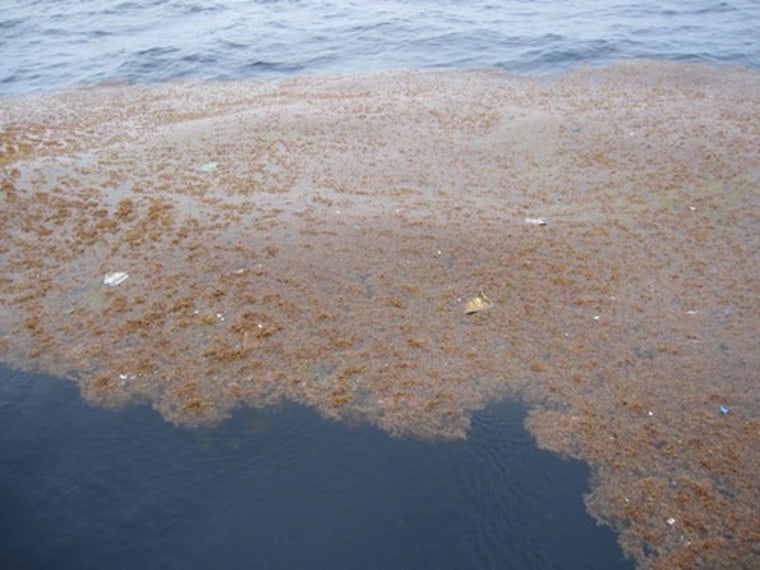 The garbage patches in the Atlantic typically looked like this: a clump of Sargassum mats in which a mosaic of plastic was embedded.