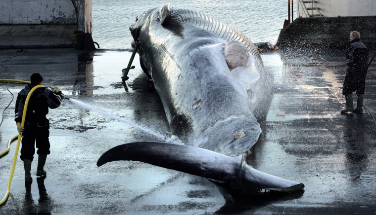 Image: Workers hose down a large fin whale in Hvalfjordur, Iceland