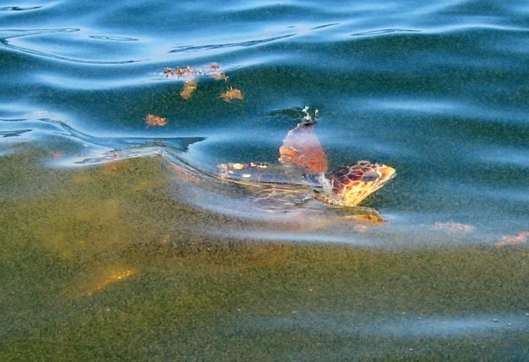 Image: TURTLE SPOTTED SWIMMING THROUGH OIL SPILL OFF LOUISIANA COAST