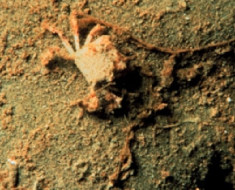 Image: Hypoxic crab