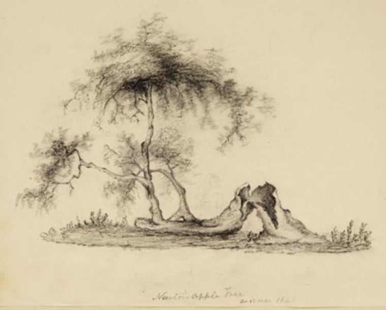 Newton's apple tree is shown in a drawing that appears in William Stukeley's