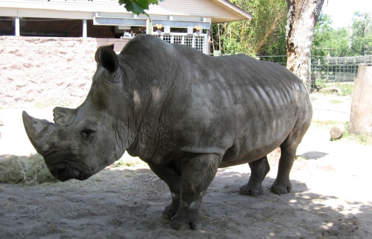 Archie the Rhino at the Jacksonville Zoo and Gardens in 2008.