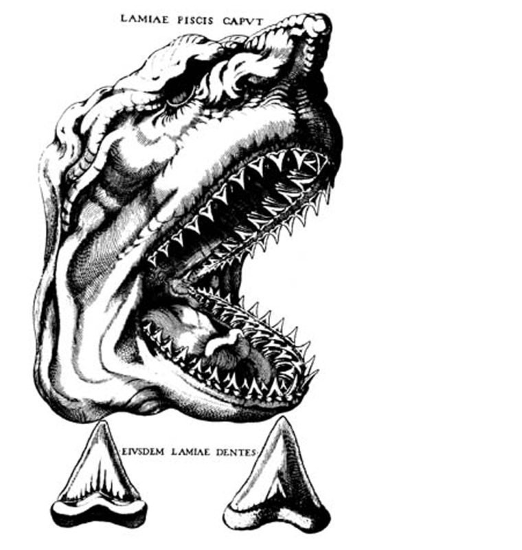 Megalodon, aka "Big Tooth," is thought to have been the world's largest fish and shark. It grew to around 67 feet in length and looked like a heftier great white shark. 