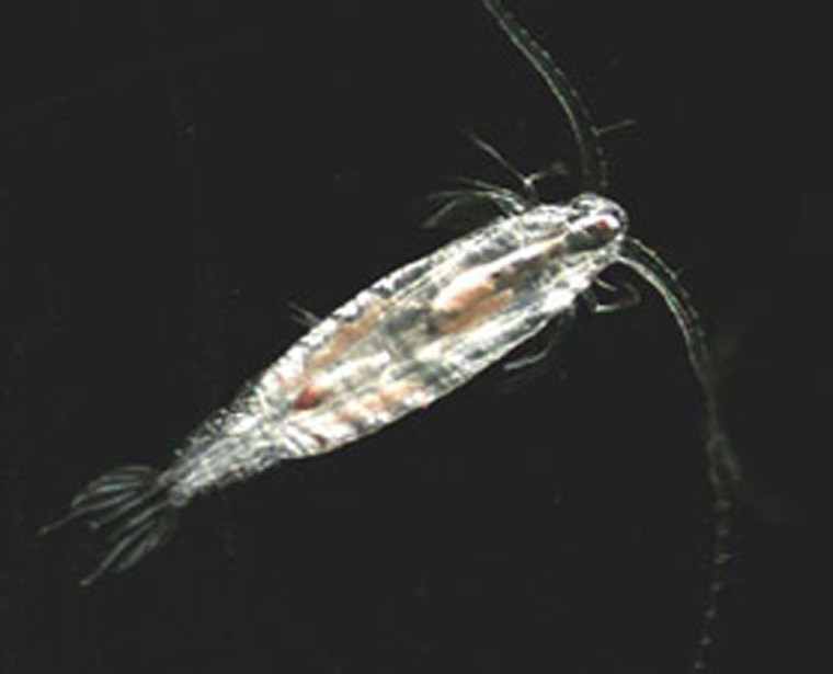 Image: Copepods can accelerate to a speed of 500 body-lengths per second when they perform an escape jump