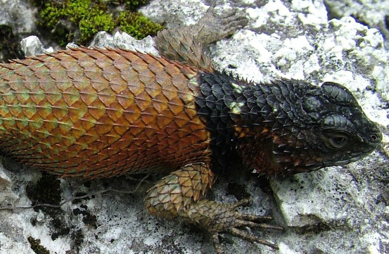 The sceloporus serrifer in Mexico is among the species of lizards that have seen population crashes.