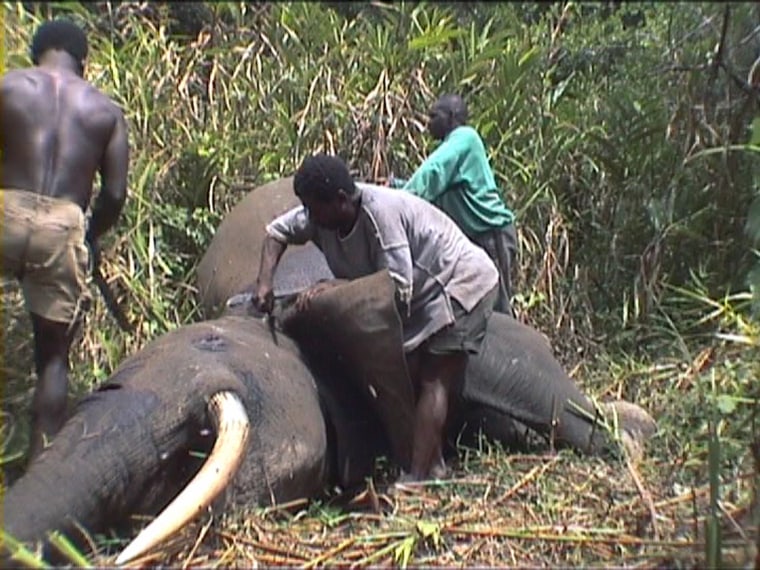Image: Poachers skin elephant for meat and tusks