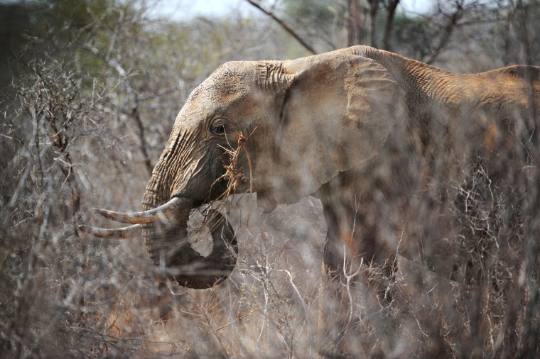 Image: Elephant at the Tsavo West National Park in Kenya