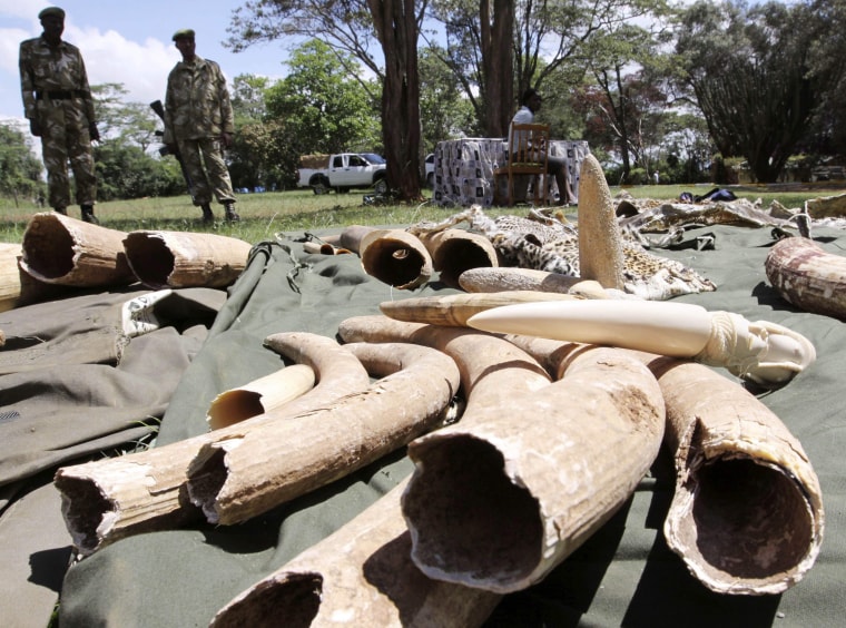 Image: Confiscated elephant tusks