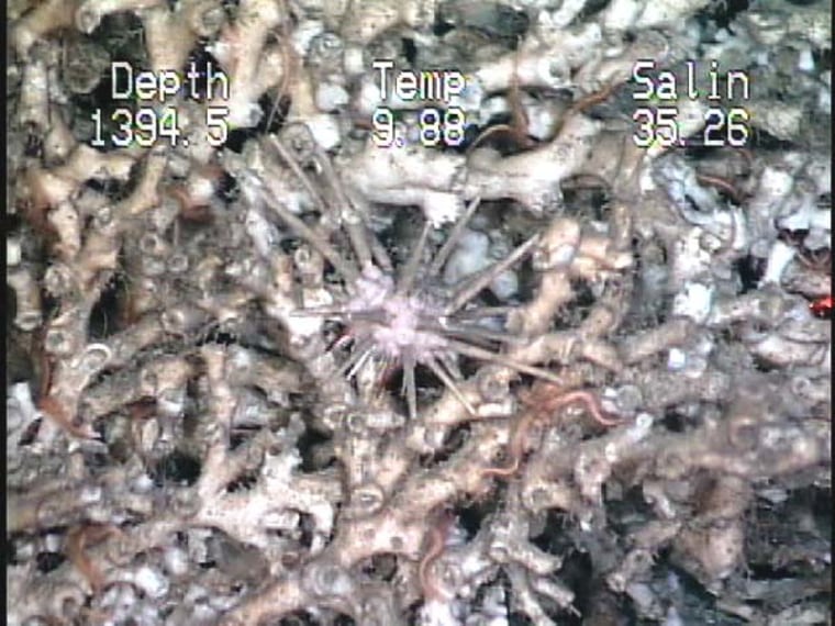 A 2001 expedition cataloged life along the deep-sea reefs in the Gulf Coast, including this pencil urchin and red brittle stars resting among live lophelia coral.