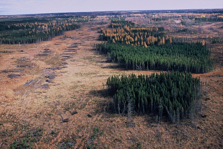 Deforestation Inc: Canada is a 'world laggard' in sustainable forestry, say  critics, and Paper Excellence's expansion threatens this country's boreal  forests - Halifax Examiner