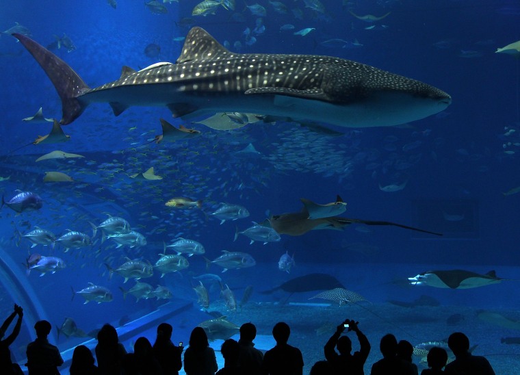 Image: Okinawa Churaumi Aquarium Attracts Visitors