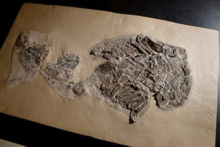 Image: Shark fossil