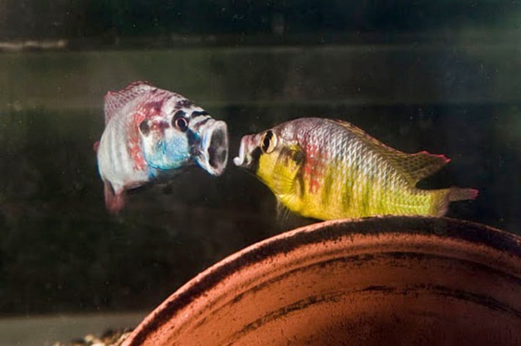 Image: Two male cichlids