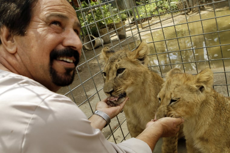 Image: Sabah al-Azawi hand feeds two African lion cubs