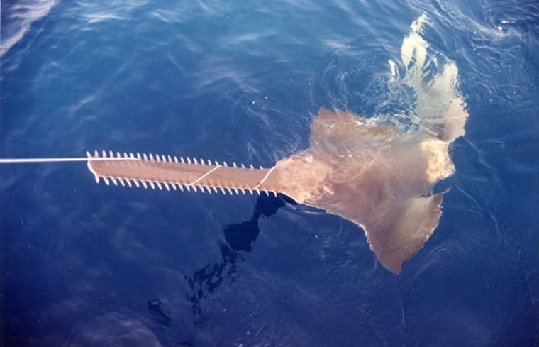 Smalltooth sawfish used to have a wide habitat but are now concentrated off Flolrida's southwest coast.