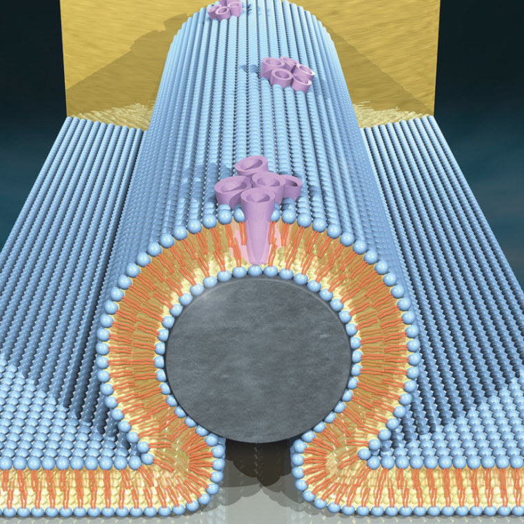 Image: Bio-transistor