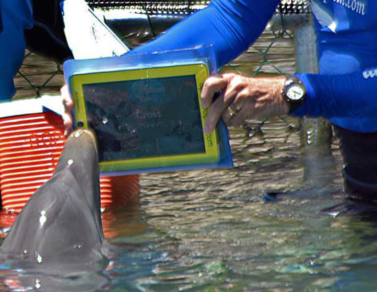 Image: Dolphin and iPad
