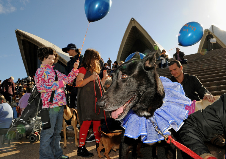 Image: Dogs, owners at Sydney Opera House