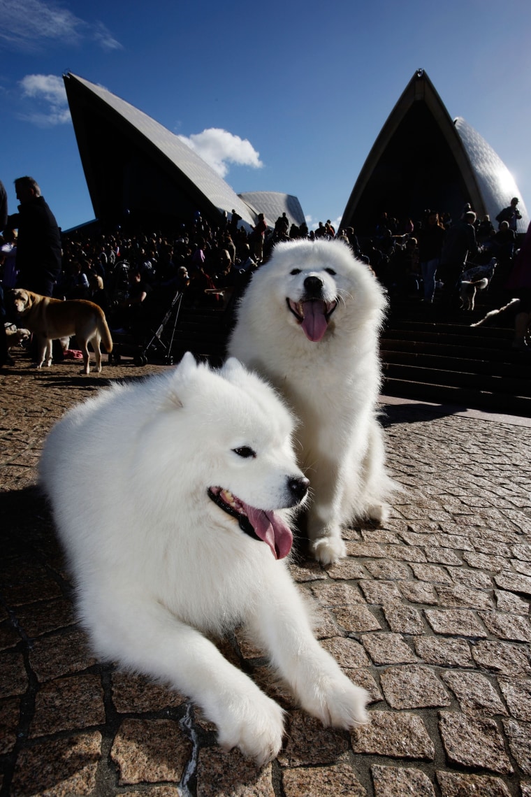 Image: Dogs at Sydney Opera House